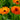 Calendula