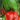 Red Bell Pepper