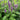 Korean Mint (Agastache Rugosa)