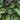 Shiso