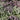 "Wandering Mixture" Alyssum