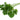 Flat Leaf Parsley